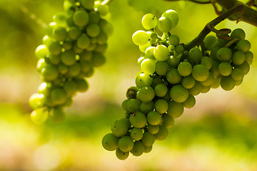 Image showing Grapes growing