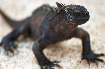 Image showing Galapagos lizard