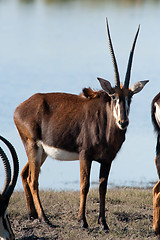 Image showing East african oryx