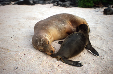 Image showing Baby Galapagos sea lion