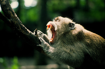 Image showing Monkey baring teeth