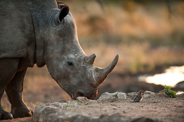 Image showing Rhino and tiny bird