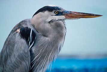 Image showing Great blue heron