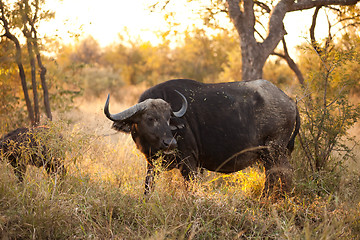 Image showing African buffalo