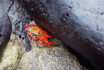 Image showing Orange Sally Lightfoot Crab
