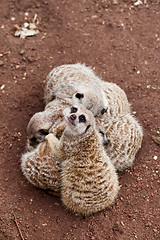 Image showing Meerkat