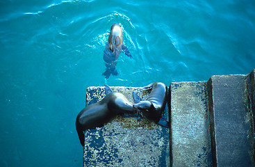 Image showing Galapagos sea lions