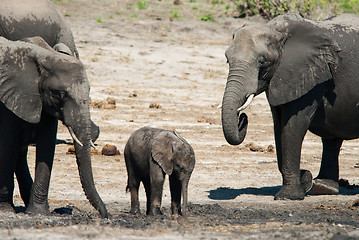 Image showing African bush elephants