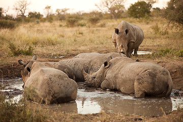 Image showing Rhinos lying in the mud