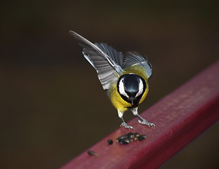 Image showing Titmouse