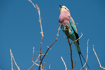 Image showing Lilac-breasted roller