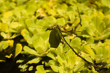 Image showing Leaf-mimicking katydid