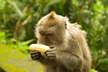 Image showing Balinese monkey with banana