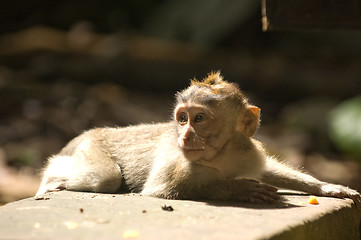 Image showing Bali monkey