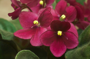 Image showing African violets