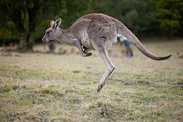 Image showing Jumping kangaroo