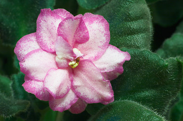 Image showing African violets