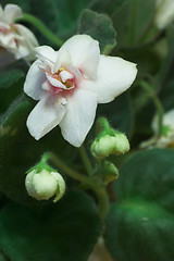 Image showing African violets