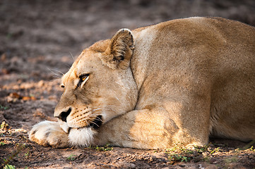 Image showing Female lion relaxing