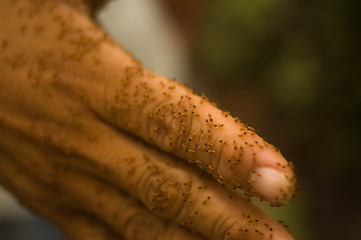 Image showing Hand covered in termites
