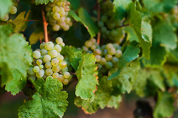 Image showing Grapes growing