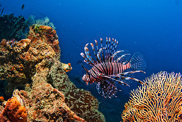 Image showing Underwater coral, fish, and plants in Bali