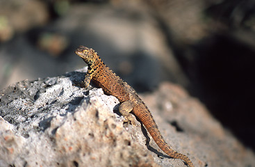 Image showing Brown Galapagos lizard