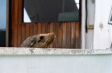 Image showing Sea lion looking around