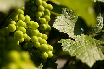 Image showing Grapes growing