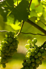 Image showing Grapes growing