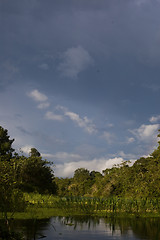 Image showing Amazon Rainforest in Peru