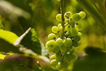 Image showing Grapes growing