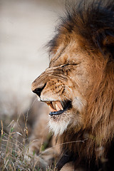 Image showing Lion baring his teeth
