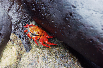 Image showing Orange sally lightfoot crab