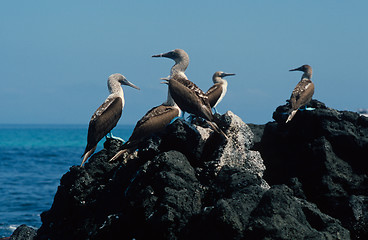 Image showing Blue-footed boobies