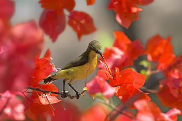 Image showing Sunbird