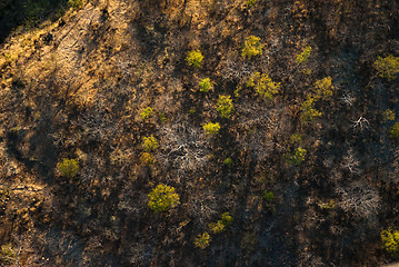 Image showing Savanna from the air