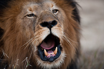 Image showing Lion barking