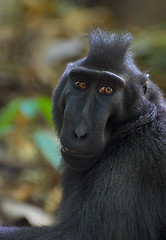 Image showing Black macaque