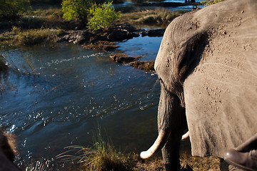 Image showing African bush elephant at river