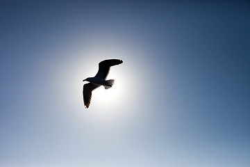 Image showing Seagull against the sun