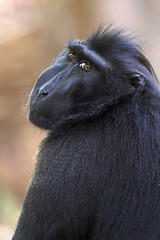 Image showing Black macaque