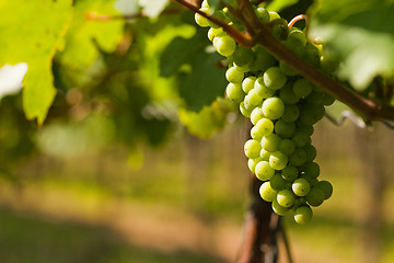 Image showing Grapes growing