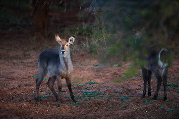 Image showing Startled female Ellipsen waterbuck