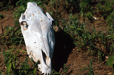 Image showing Dry animal skull
