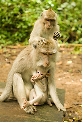 Image showing Baby monkey and mother