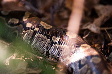 Image showing African rock python