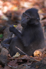 Image showing Black macaque