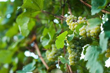 Image showing Grapes growing