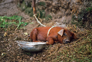 Image showing Sleeping pig